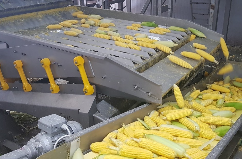 Sweet Corn Processing Plant For Maize Washing Air Drying | vlr.eng.br