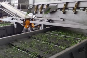 Green bean processing machines, Green bean processing machines, Vibrating length grader for green bean, Selection, sorting of product.